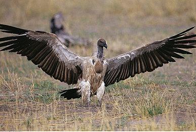 Capcom游戏卖得太好 他们调整了营收预期